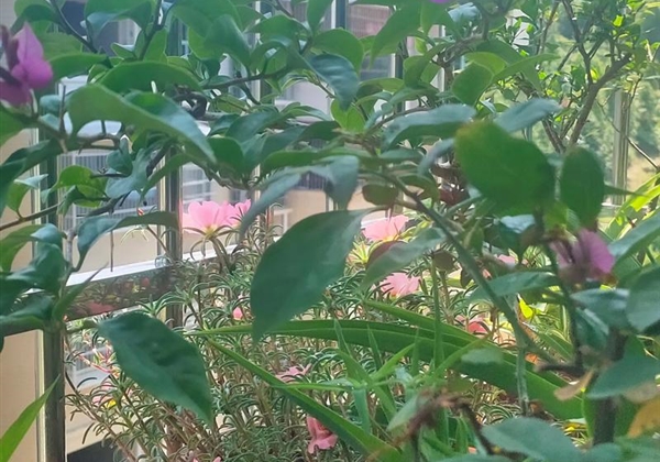 大部分花草不是被干死，不是却营养饿死，而是...